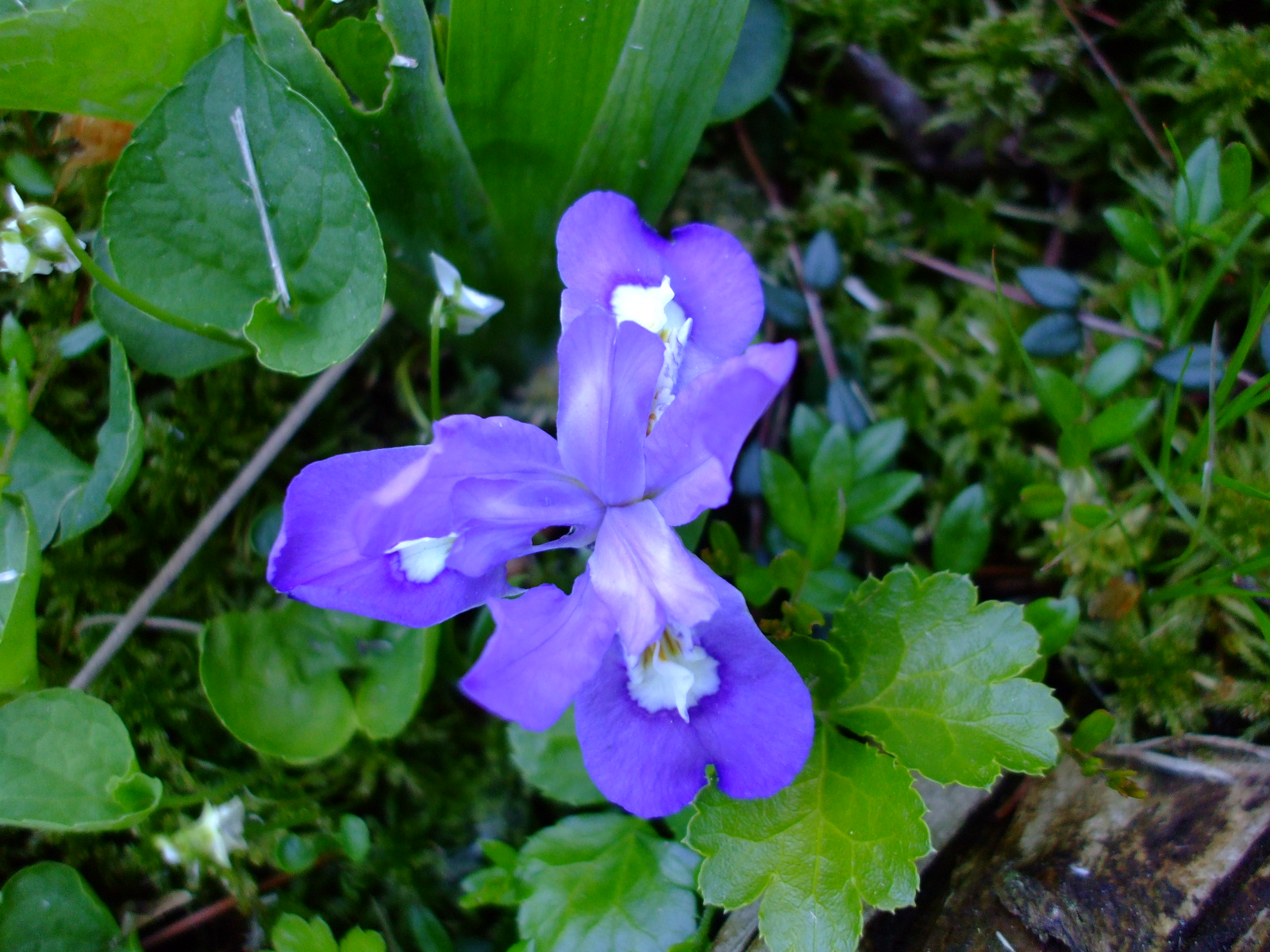 Iris lacustris